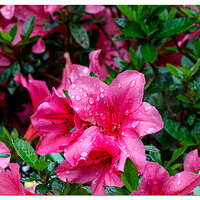 Portland Japanese Garden - Azalea 3