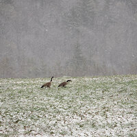 Geese in an April Snowshower