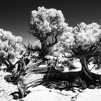 Juniper Cluster