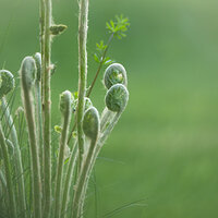 Misty Fiddleheads II
