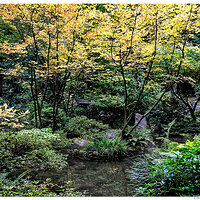 Portland Japanese Garden - Natural Garden