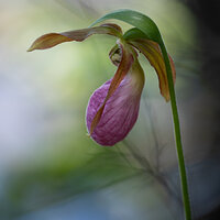 Pink Lady's Slipper