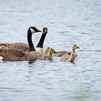 Family of Geese on Otter Creek