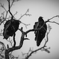Turkey Vultures