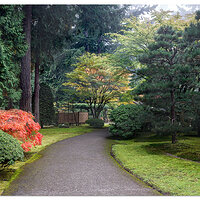 Foggy Fall at the Tea Garden
