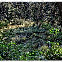 Cape Disappointment Forest