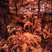 columbine_fern