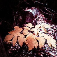 columbine_trail-1