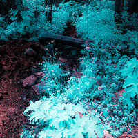 columbine_trail-2