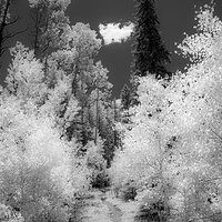 columbine_trail-3-BW