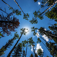 columbine_sun-1
