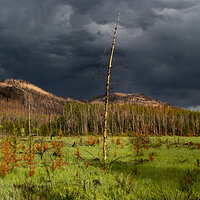 LRCC_sRGB_FW_BurnRenewal_sRGB_TAP_7305-7311_CR3_DxO_DeepPRIME_stitch.jpg