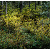 Silver Falls State Park - Perimeter Trail