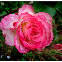 Esther Short Park - Rainy Pink