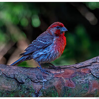 House Finch