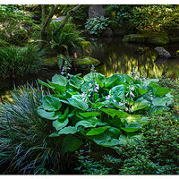 Water and Blooms