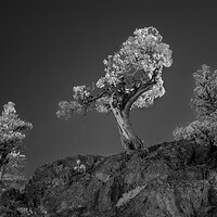Congregating Junipers.jpg
