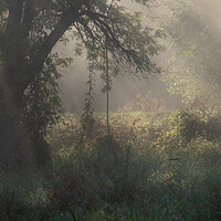 First light hits the dew