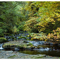 Sweet Creek - Low Water Fall