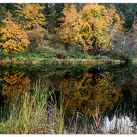 Gorge Colors