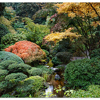 Strolling Garden View