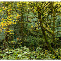 TC-MossyMaple-5d4.jpg