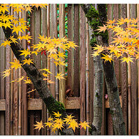 Fall at the Fence