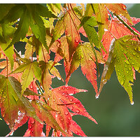Dripping Leaves