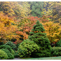 Fall Colors