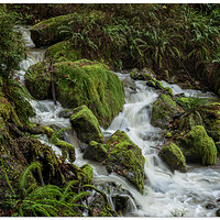 Redwood Nature Trail Falls