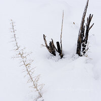 White Frost 2.jpg