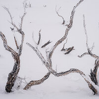 Tangle of Fire and Ice.jpg