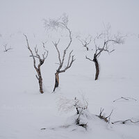 White Frost.jpg