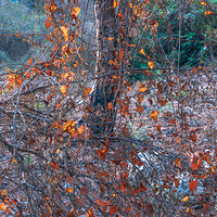 Autumn Jewels