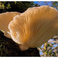 Oyster Tree