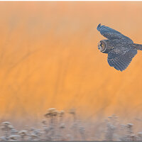 _OHZ2209 wingsLEOWFB.jpg