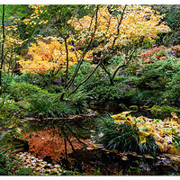 Natural Garden Pano