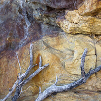 Branch Antlers