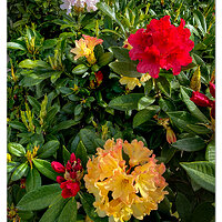 Rainbow Rhodies
