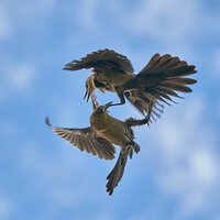 Grackles01.jpg
