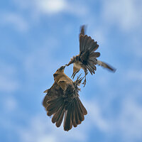 Grackles03.jpg