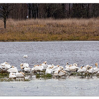 Tundra Swans
