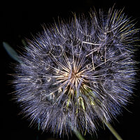 82 jul k25 goatsbeard salsify 220212-27602-R5.jpg