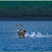 Clarks Grebes Rushing
