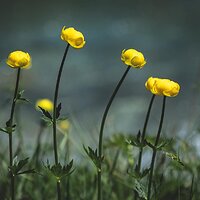A6-Landscape-Globeflowers-mockup.jpg