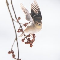 Goldfinch