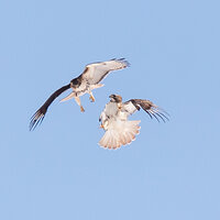 Two Hawks