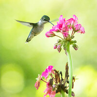 Hummingbird