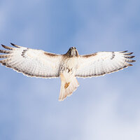 Red-Tailed Hawk