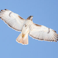 Red-Tailed Hawk